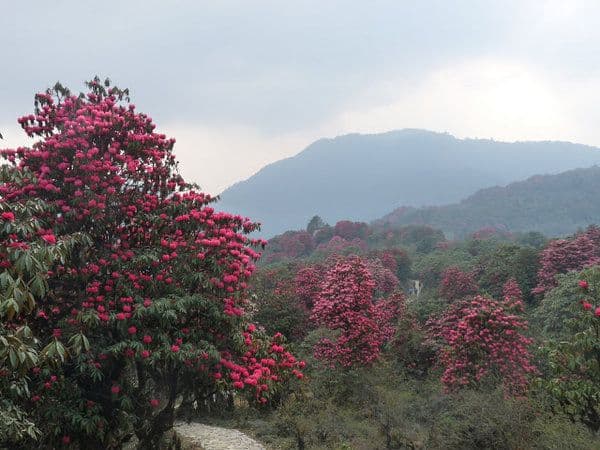 Barsey Rhododendron Trek  (4 Days / 3 Nights)